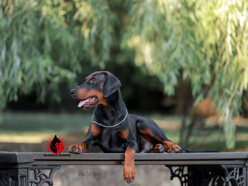 Dobermann Male with documents for sale