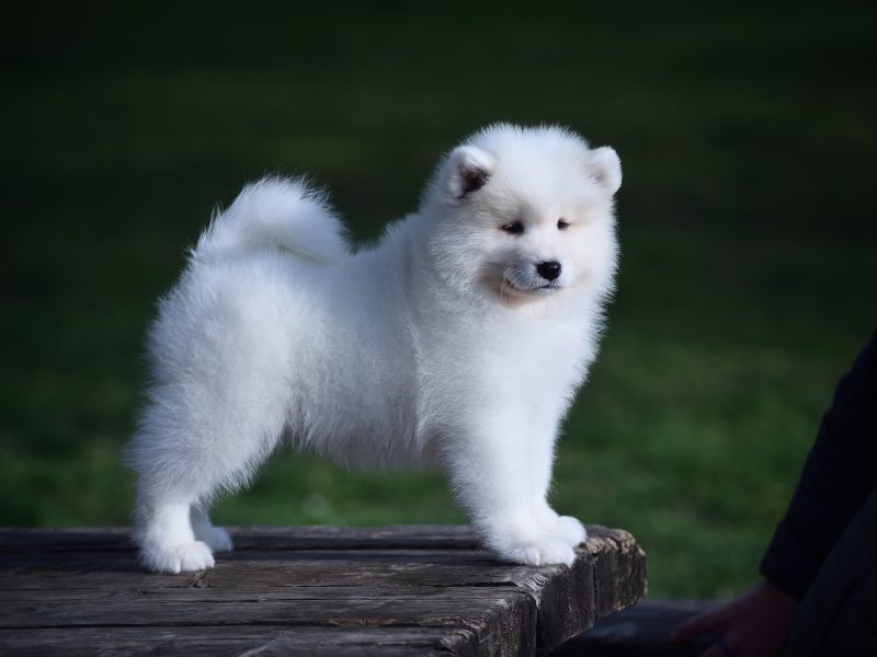 Samoyed puppies from Adorable Smile kennel
