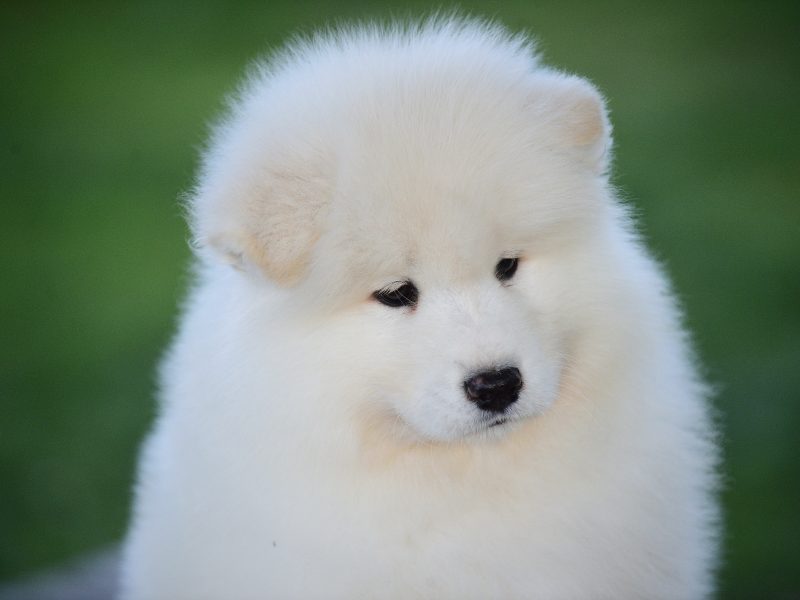 Samoyed puppies from Adorable Smile kennel
