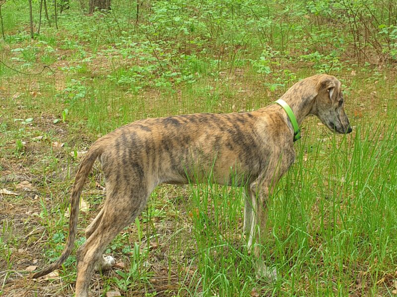 Spanish greyhound - Galgo Espaniol puppy-male for sale