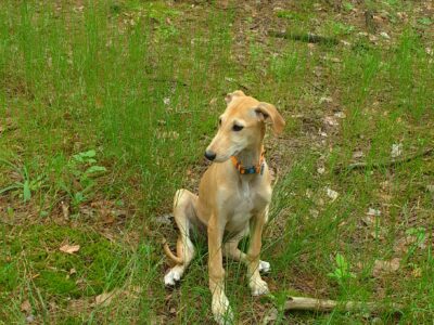 Spanish greyhound - Galgo Espaniol puppy-female for sale