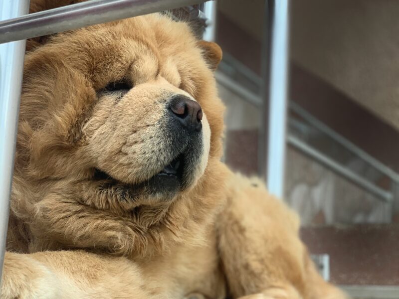 Chow Chow Puppies for sale/reservation