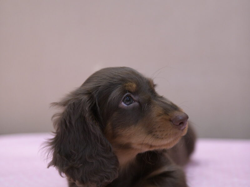 Puppy mini long-haired dachshund