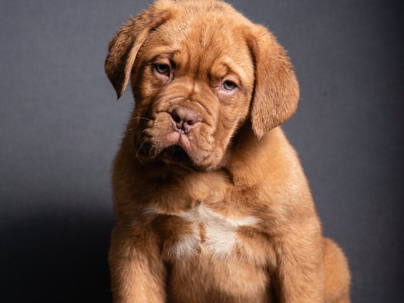 Puppy for sale DOGUE DE BORDEAUX
