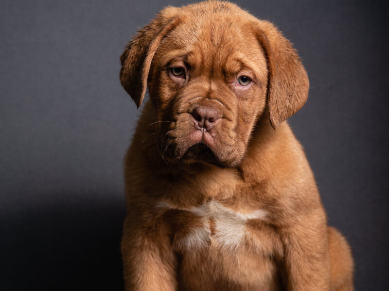 Puppy for sale DOGUE DE BORDEAUX