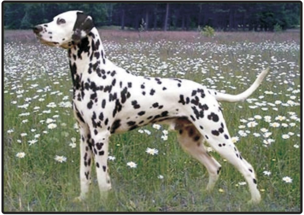 Dalmatian 