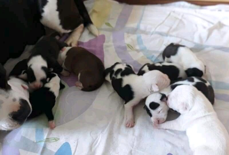 American staffordshire terrier puppies for sale!