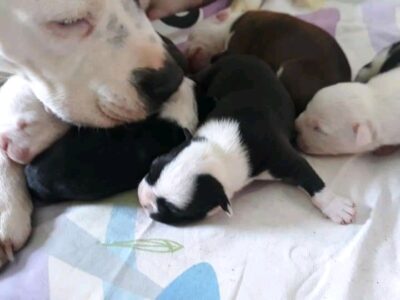 American staffordshire terrier puppies for sale!