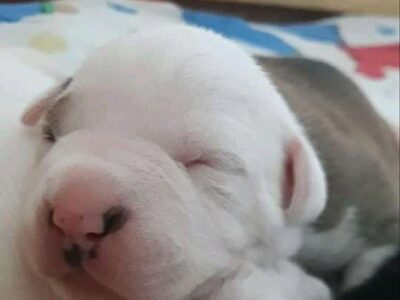Bjorn Welcome To Valhalla AMERICAN STAFFORDSHIRE TERRIER