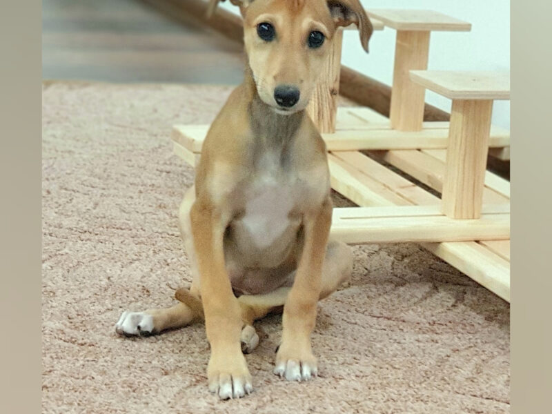 Spanish greyhound - Galgo Espaniol puppy-female for sale