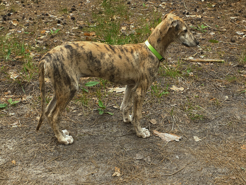 Spanish greyhound - Galgo Espaniol puppy-male for sale