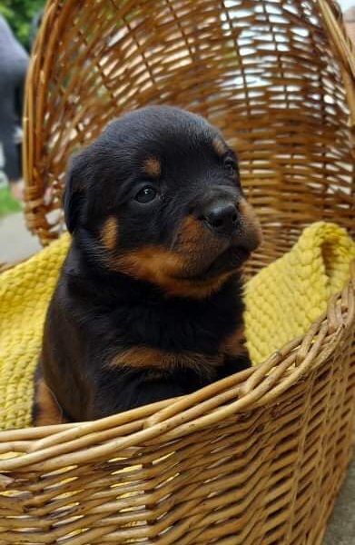 Rottweiler puppies for sale 🇷🇸