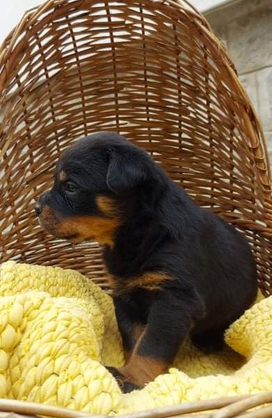 Rottweiler puppies for sale 🇷🇸