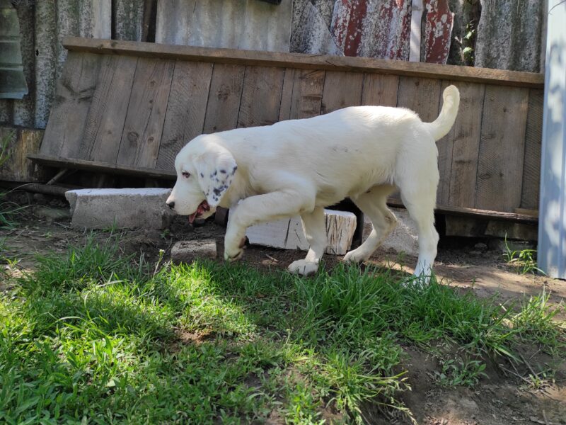 Central Asian Ovtcharka / Central Asian Shepherd Dog - Alabai puppies
