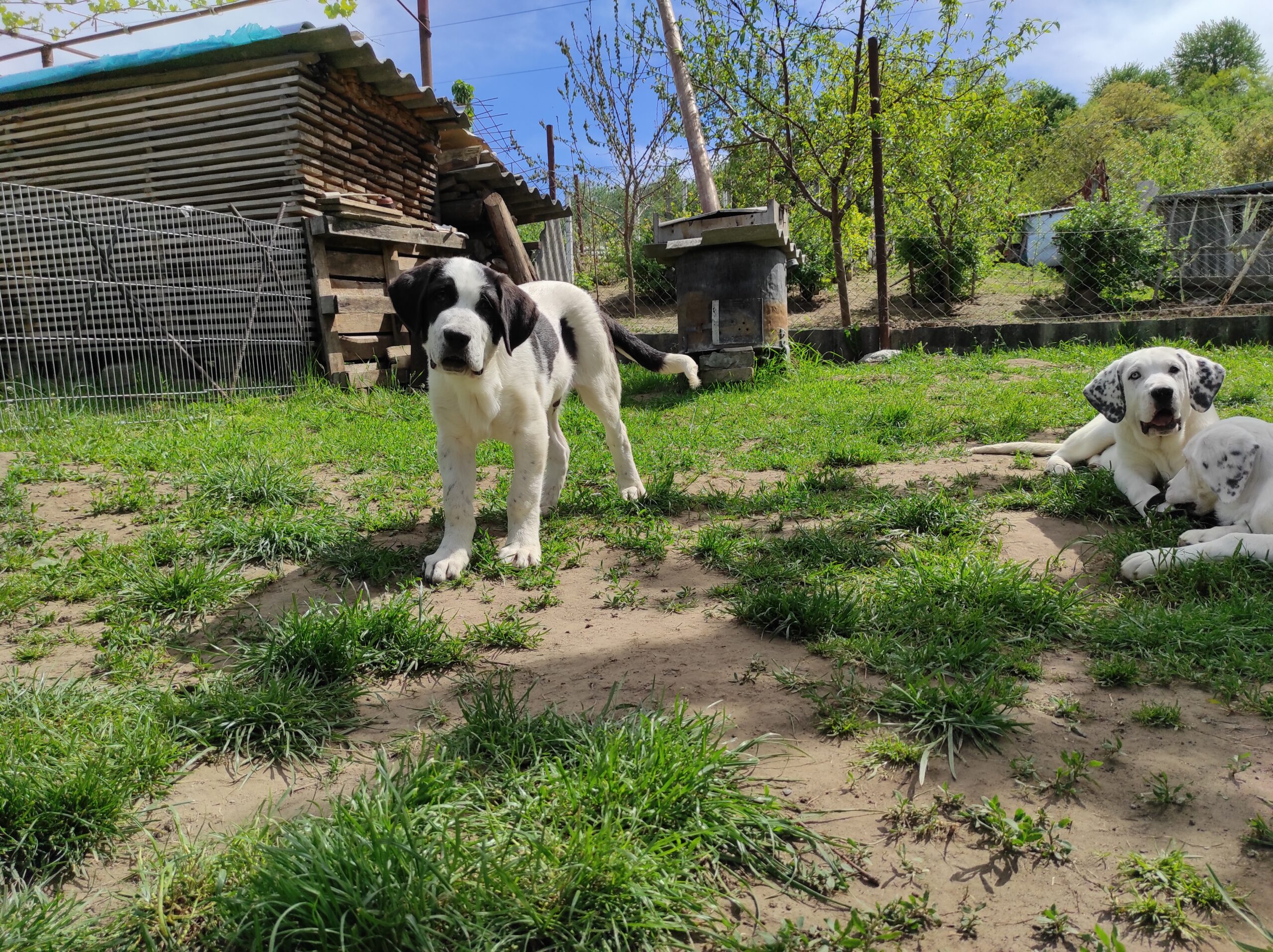 Central Asian Ovtcharka / Central Asian Shepherd Dog - Alabai puppies