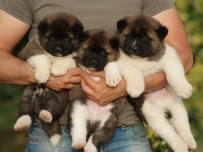 American Akita puppies for sale