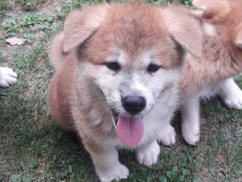 Japanese Akita puppy