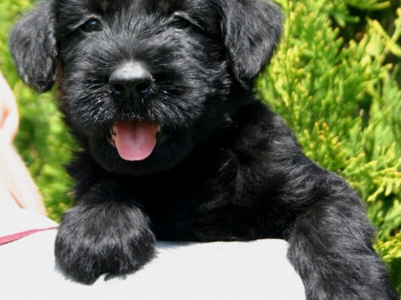 Giant Schnauzer puppies for sale
