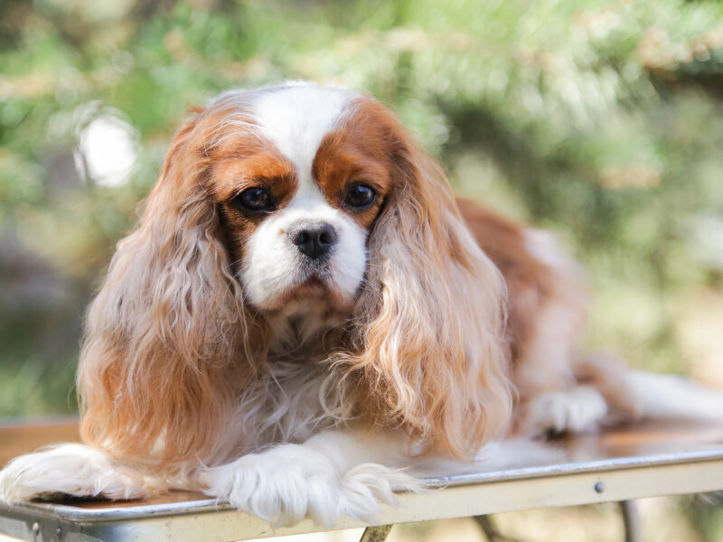 In search of the best family Cavalier King Charles Spaniel
