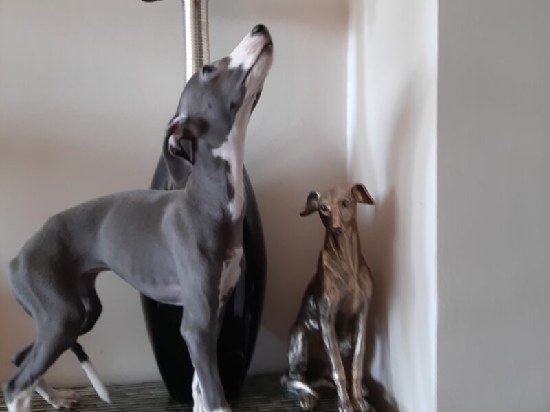 Whippet puppies, all girls, fully vaccinated, with pedigree and passport.