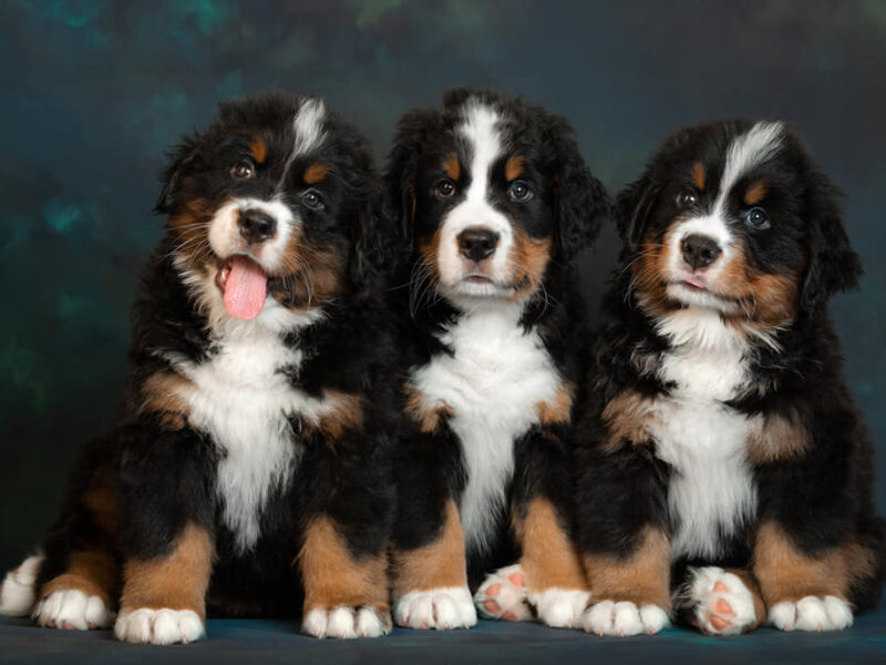 Males for love and show Bernese Mountain Dog
