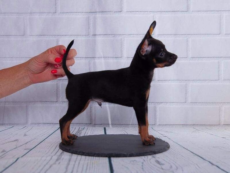 Russian Toy Puppies for Sale