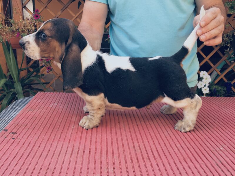 Basset Hound-Puppies for Sale
