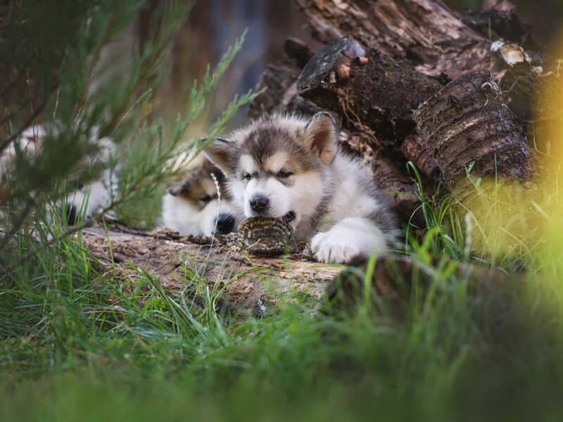 Alaskan malamute puppies