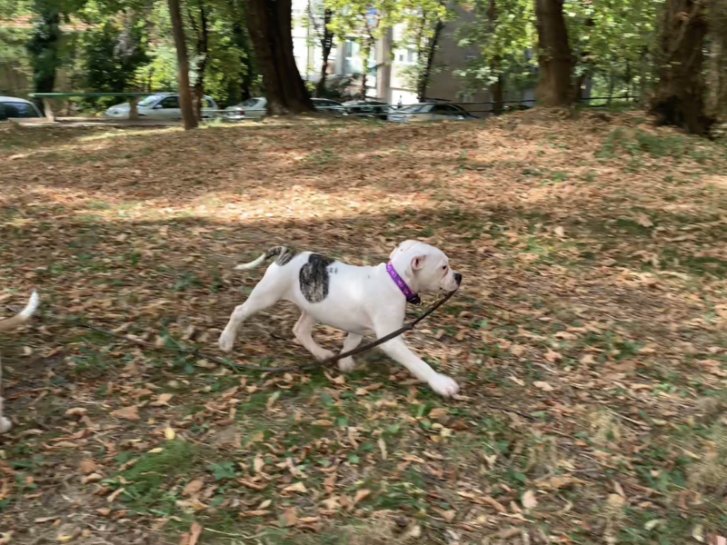American bulldog puppies for sale