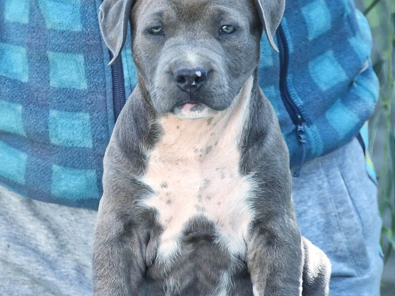 Pure breed registered American Staffordshire Terrier puppies