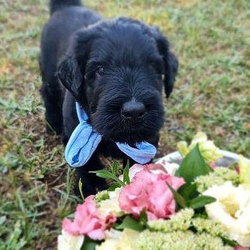 Dogs for life Russian Black Terrier