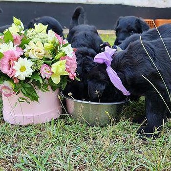 Dogs for life Russian Black Terrier
