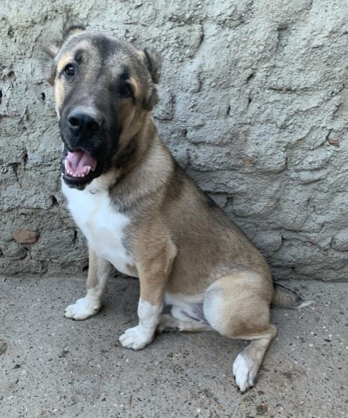 Central Asia Shepherd Dog for Sale
