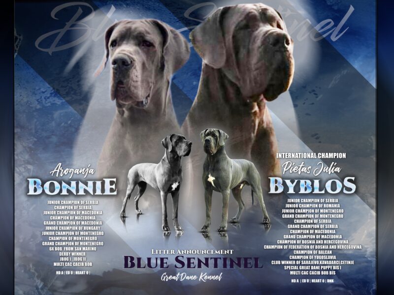 Blue great dane puppies