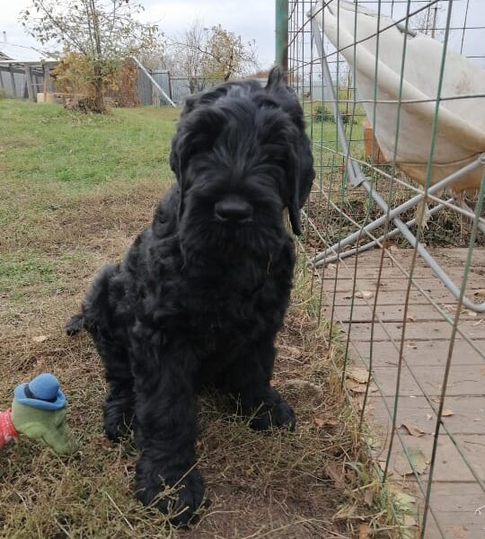 Russian Black Terrier for Sale
