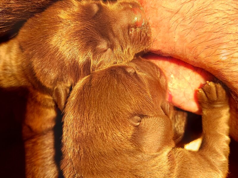 Puppies of Chocolate Labrador Retriever