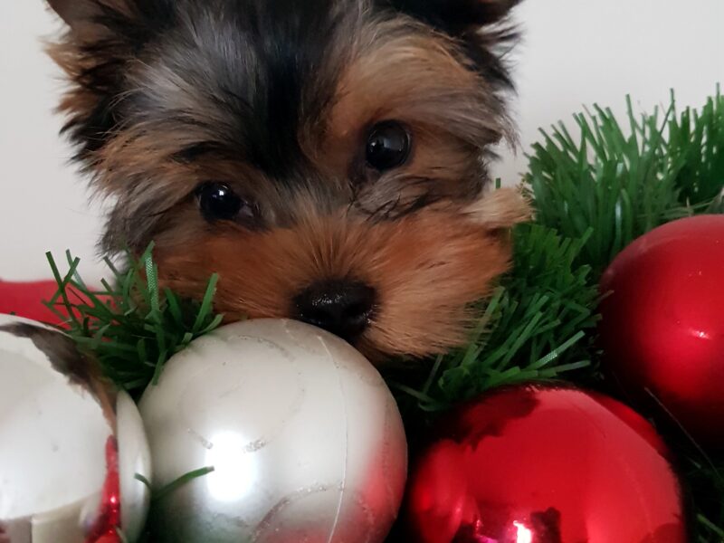 Puppy for sale Yorkshire Terrier