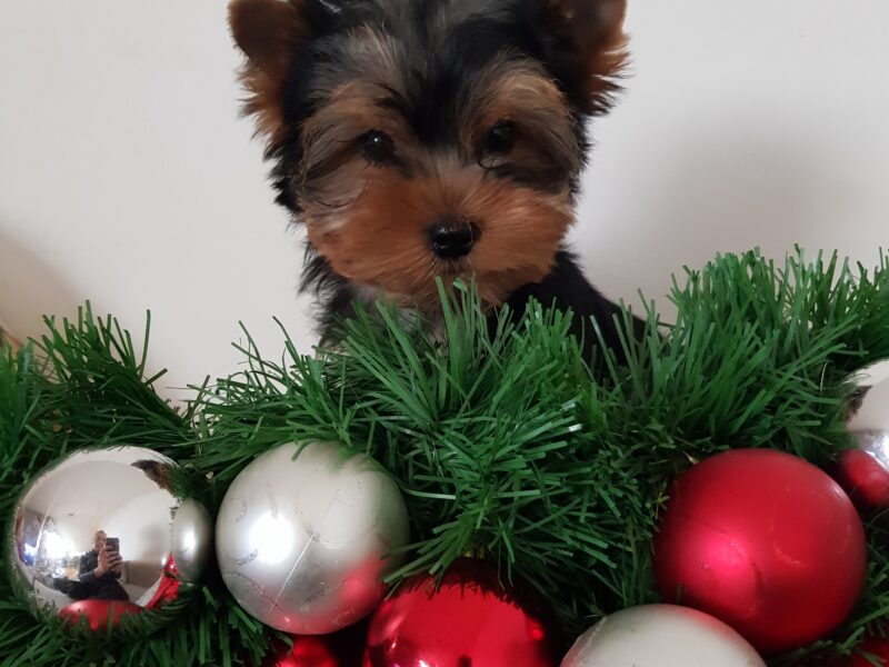Puppy for sale Yorkshire Terrier