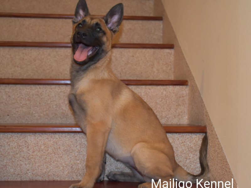 Belgian Malinois pup for sale
