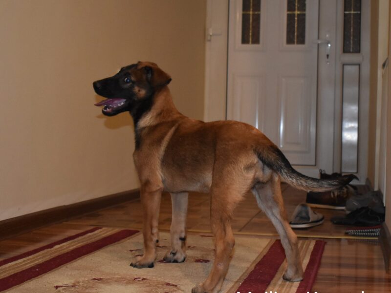 Belgian Malinois pup for sale
