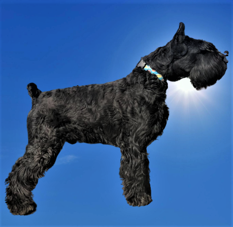 Giant schnauzer puppies for sale