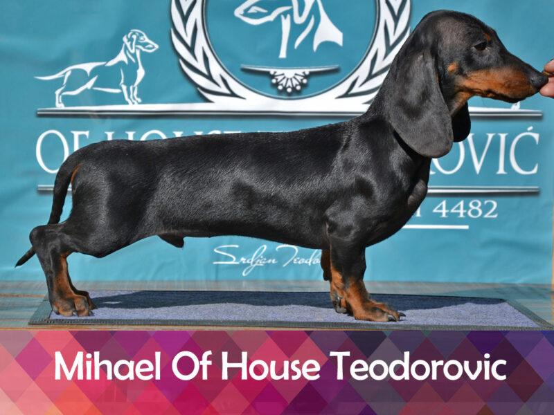 Dachshund standard smooth haired Mihael OHT male