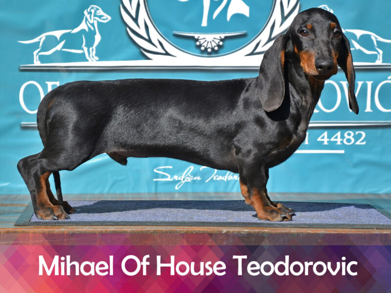 Dachshund standard smooth haired Mihael OHT male