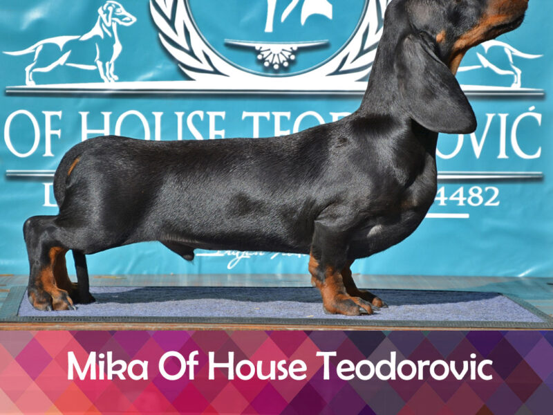 Dachshund standard smooth haired MIKA OHT male