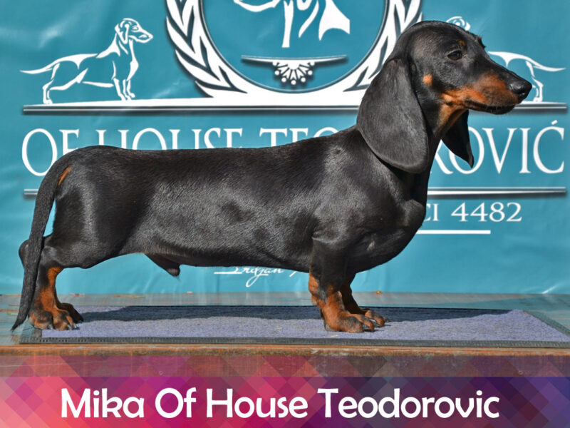 Dachshund standard smooth haired MIKA OHT male