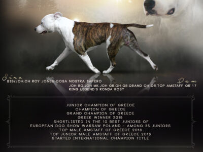 Top Amstaff of GR 2019 Proud to be Greek AMERICAN STAFFORDSHIRE TERRIER