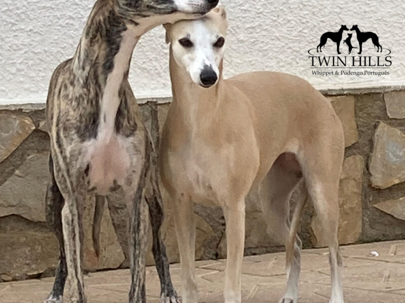 Twin Hills Whippet
