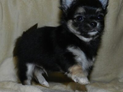 Lovely chihuahua puppies boys and girls