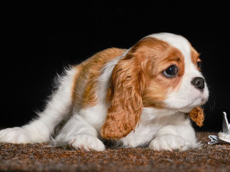 Aristocratic Company kennel CAVALIER KING CHARLES SPANIEL