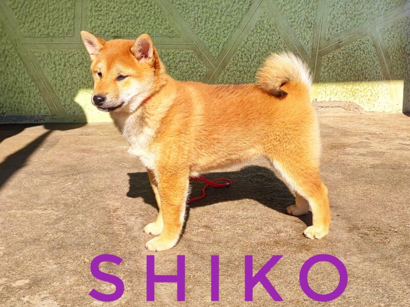 Shiba Inu puppies for sale - Brave Dwarf Kennel